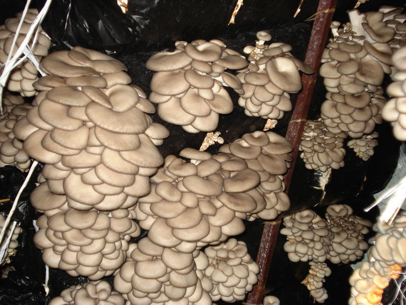 Скачать инструкцию по выращиванию грибов вешенка обыкновенная