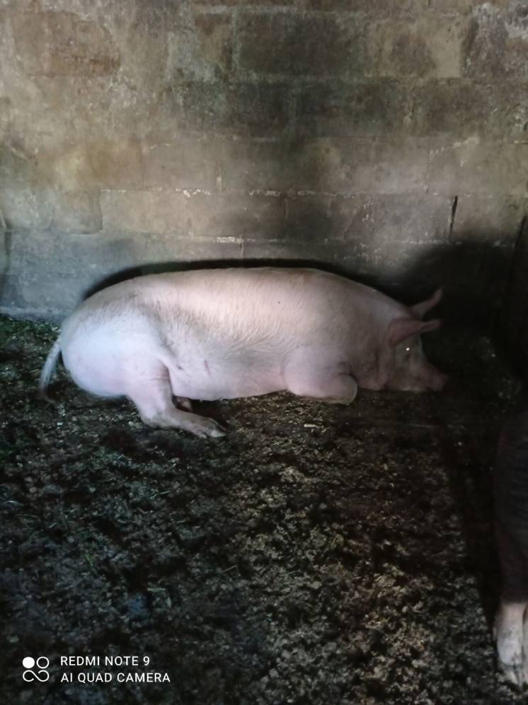 Продам свиней живым весом ГАТНОЕ.
