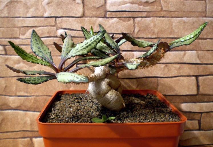 Каудексные Эуфорбии (Euphorbia francoisii)
