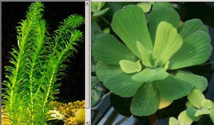 Элодея, пистия - аквариумные растения