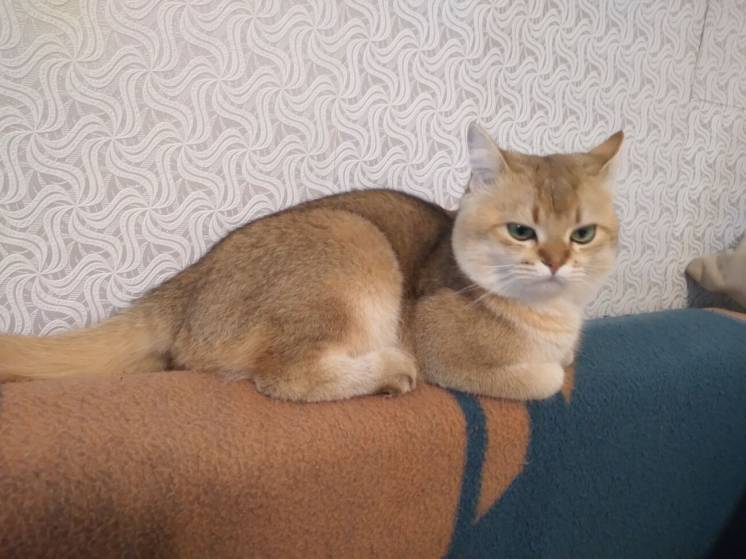 Вязка шикарный золотой британский кот в отличном типе, в окрасе ny 11.